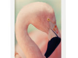 Постер Pink Bird