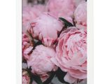 Постер Peonies