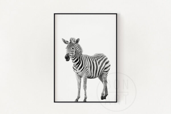 Постер зебра